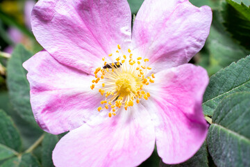 colorful mountain flowers with insect closeup
