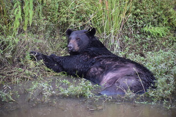 Adult black bear cooling off in a drain ditch on the Alligator River NWR Nags Head North Carolina