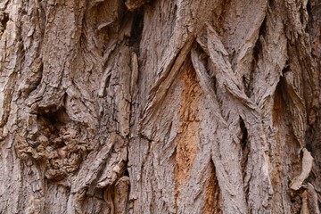 Selective focus. The trunk of the bark of the tree. Wood texture. Background.