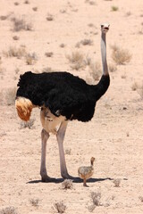 Daddy Ostrich with chick, Kgalagadi