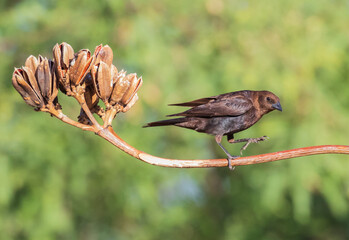 Female Bronzed Cowbird in Arizona