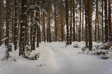 forest in winter