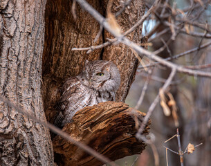 Eastern Screech owl (megascops asio) roosting in tree cavity at evening daylight