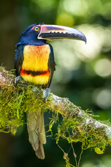 toucan on a tree