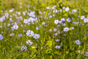 Obraz na płótnie Canvas Field of Blue Flax Blooms In Summer