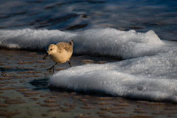 Fototapeta premium Sanderling feeding on water of the ocean during sunset with wave behind