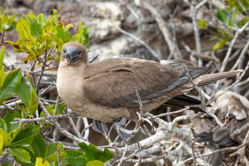 Closeup profile portrait of juvenile red footed booby on branch with leaves in background