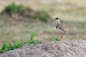 Crowned Lapwing - Vanellus coronatus or Crowned plover, bird of the subfamily that occurs from the Red Sea coast of Somalia to southern and southwestern Africa, wading bird standing in Kenya