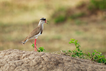 Crowned Lapwing - Vanellus coronatus or Crowned plover, bird of the subfamily that occurs from the...
