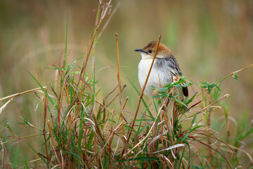 Cisticola robustus - Stout Cisticola bird in the family Cisticolidae, found in Africa, its natural...