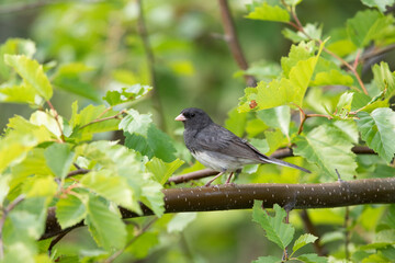 Male Dark-eyed Junco Perched in a tree