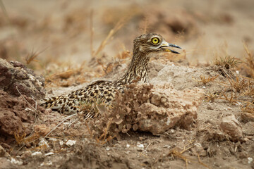 Spotted Thick-knee - Burhinus capensis also known as Spotted dikkop or Cape thick-knee, wader in the family Burhinidae, native to tropical regions of central and southern Africa, bird on the nest