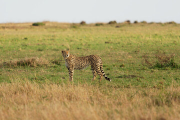 Cheetah - Acinonyx jubatus  large cat native to Africa and central Iran, fastest land animal, variety of habitats savannahs, arid mountain ranges and hilly desert terrain in Iran, standing in savanna