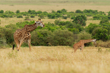 Masaai Giraffe - Giraffa tippelskirchi also Maasai or Kilimanjaro giraffe, largest giraffe, native to East Africa, Kenya and Tanzania, distinctive irregular jagged, star-like blotches