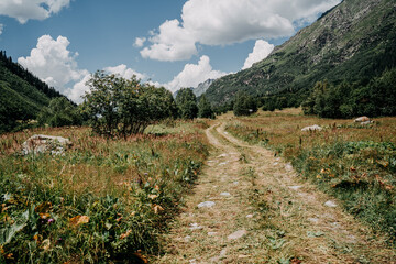 alpine meadow in the mountains