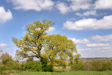 Oak trees in a field on a sunny spring morning