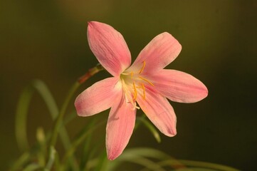 flowers and nature