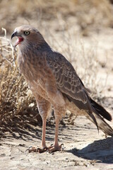 Young Pale Chanting Goshawk, Kgalagadi