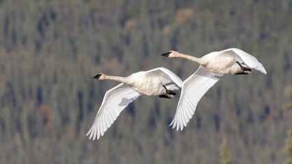 Trumpeter Swan Pair Practicing for Migration South
