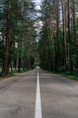 road in the forest