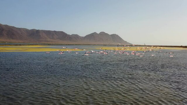 A group of flamingos flying near the water in a beautiful lake in Cabo de Gata, Andalusia, Spain