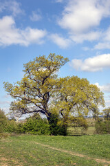 Fototapeta na wymiar Oak trees in a field on a sunny spring morning