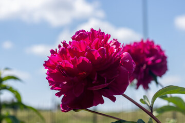 Peony in the summer garden