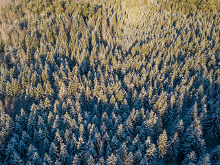Aerial view of forest in Riezupe river nature park in winter day, Latvia
