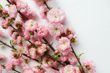 spring time. spring greeting card. flowering branches with white flowers and space for text 