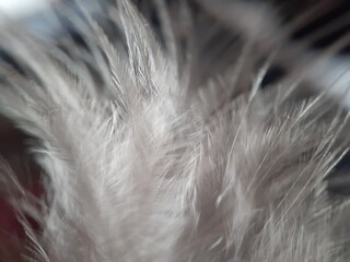 Macro of chicken feather with defocused background