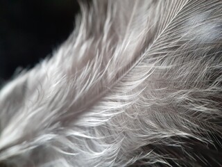 Macro of chicken feather with defocused background