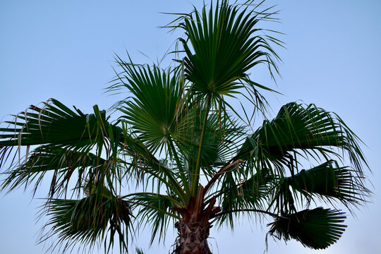 Bottom view of a fan palm tree on sky background, Saudi Arabia