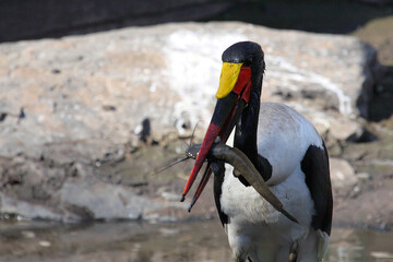 Sattelstorch / Saddle-billed Stork / Ephippiorhynchus senegalensis....