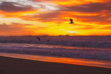 Dramatic sunset over the ocean and silhouette of flying birds, Santa Barbara County, California