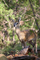Klippspringer / Klipspringer / Oreotragus oreotragus