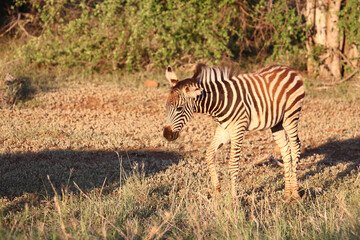 Steppenzebra / Burchell's zebra / Equus burchellii..
