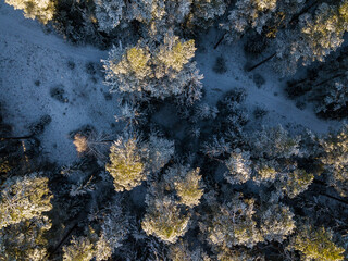 Aerial view of path and forest in Riezupe river nature park in winter day, Latvia