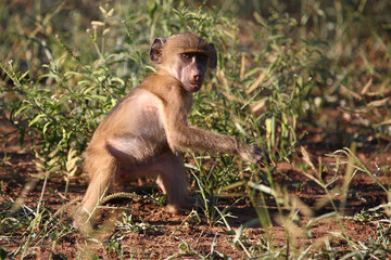 Bärenpavian / Chacma baboon / Papio ursinus......