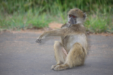 Obraz premium Bärenpavian / Chacma baboon / Papio ursinus......