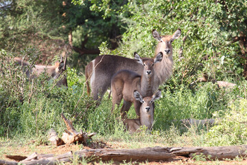 Wasserbock / Waterbuck / Kobus ellipsiprymnus.....