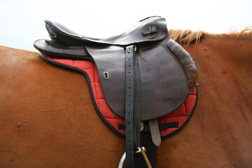 . Equestrian sport background outdoors