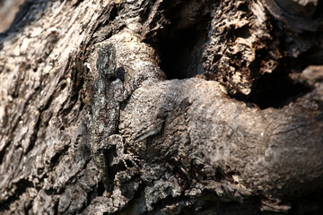 Atlasagame oder Blaukehlagame / Black-necked agama or Southern tree agama / Acanthocercus atricollis or Agama atricollis
