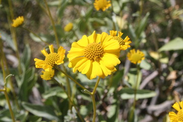 Desert Flower