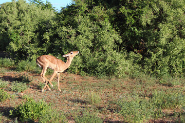 Schwarzfersenantilope / Impala / Aepyceros melampus..