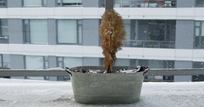 4K stock footage of the snow falling on top of the small orange tree. Slow-motion video
