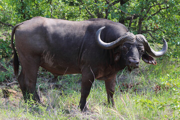 Kaffernbüffel / African buffalo / Syncerus caffer