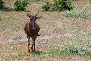 Leierantilope oder Halbmondantilope / Common tsessebe / Damaliscus lunatus
