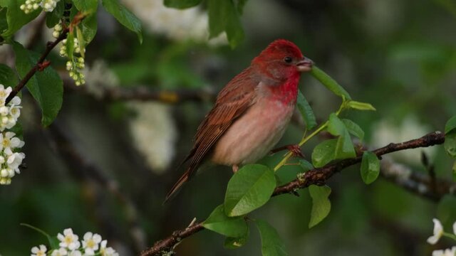 Male Common rosefinch, Carpodacus erythrinus eating a fresh leaf and singing in the middle of Bird cherry blossoms.