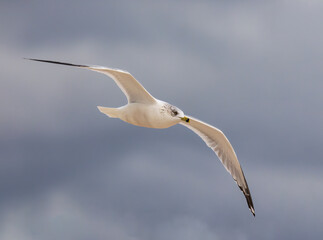 Beautiful Ring-billed Gull flying over Lake Okeechobee