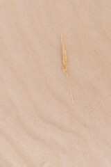 Wild dry steppe plucked spikelet on a beige sand textured background. Wavy pattern from the wind. Top view
